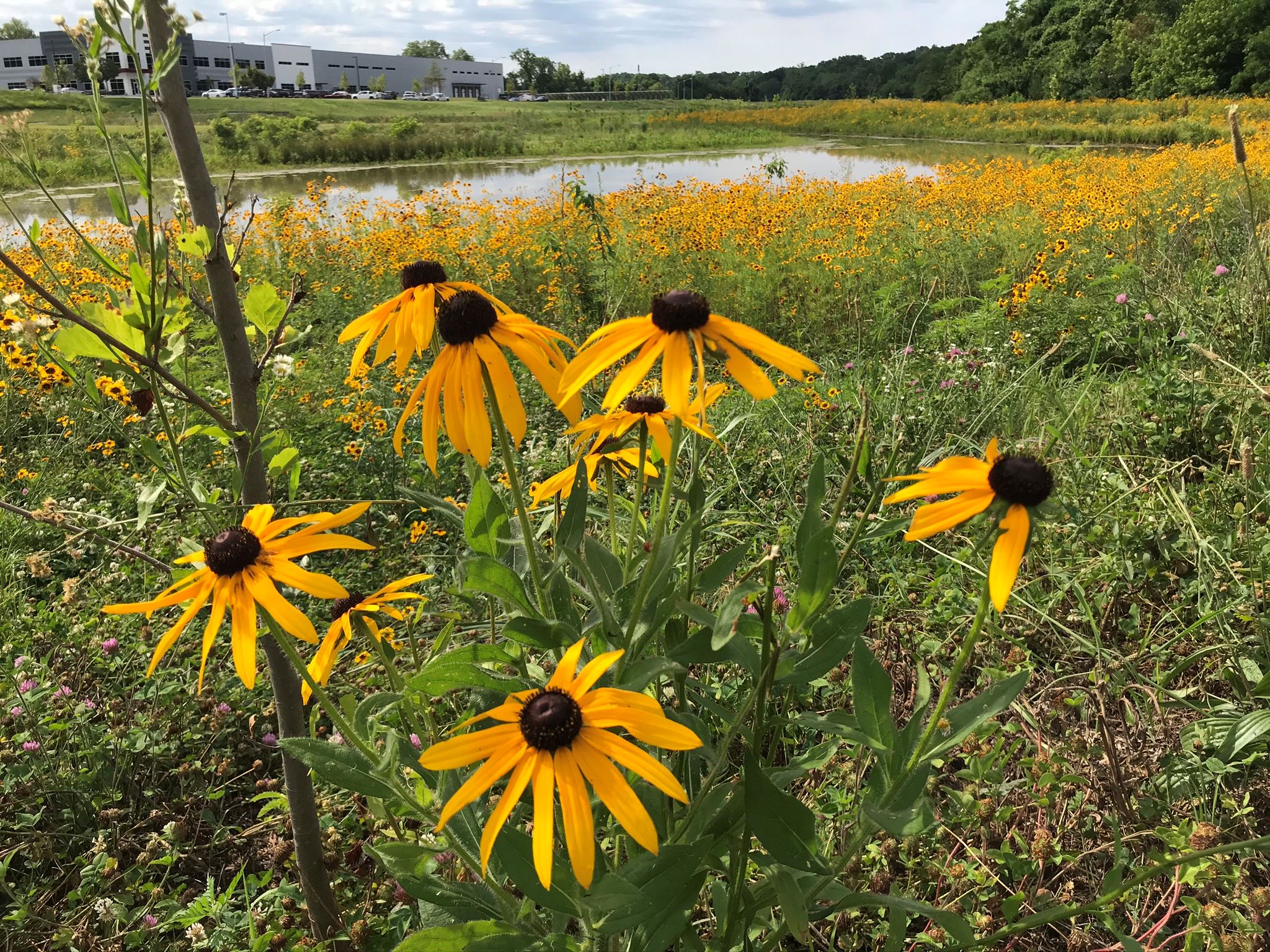 Admiral Trost Park wetlands 2
